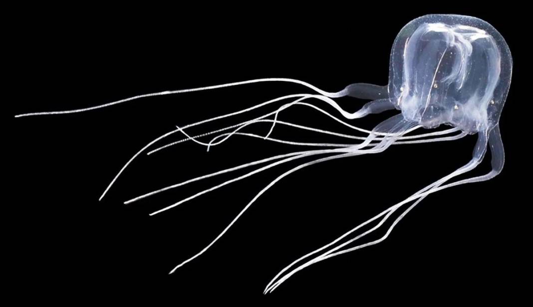 24 gözü var, şeffaf ve renksiz gövdeli! Bilim insanları bile şaşkın, ne kadar tehlikeli olduğu bilinmiyor 8